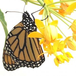 Meet your Posher, Monique